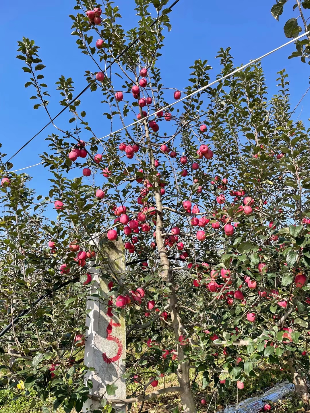 庄浪：早熟苹果迎来开园红